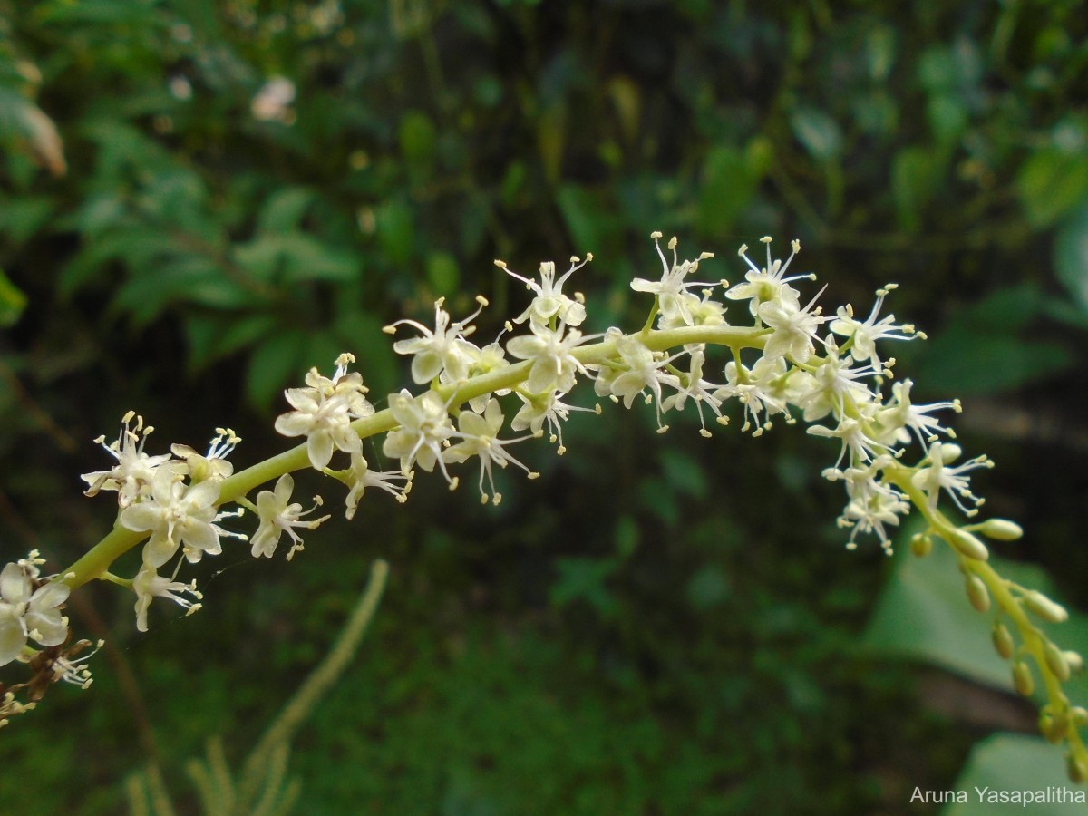 Anredera cordifolia (Ten.) Steenis